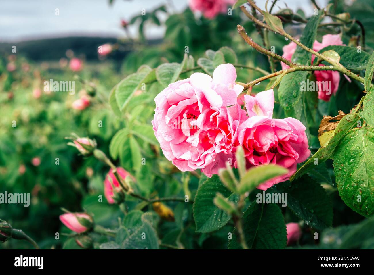 pink roses bushes Stock Photo