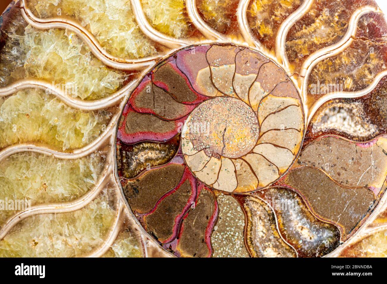 close up of an ammonite fossil Stock Photo