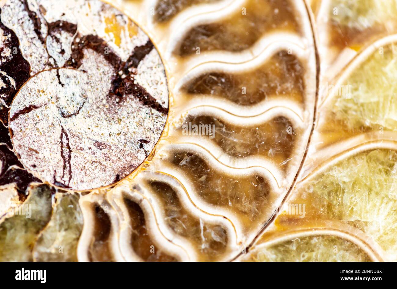 close up of an ammonite fossil Stock Photo