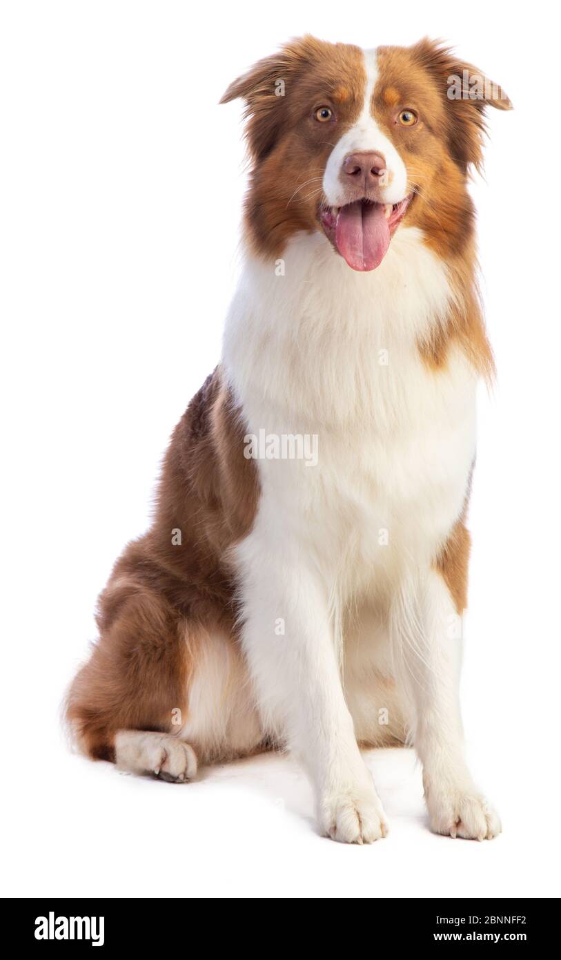 Standing Australian shepherd sitting at white background Stock Photo