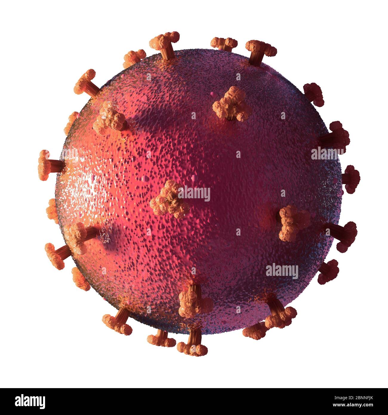 Illustration of a coronavirus, the cause of the new disease covid-19. This disease was first detected in Wuhan, China, in December 2019. It is contagious and has since spread rapidly around the world. The disease causes fever, cough and shortness of breath, and can lead to fatal pneumonia in some cases. SARS-CoV-2 is an RNA virus that uses protein spikes to gain entry to host cells. Stock Photo