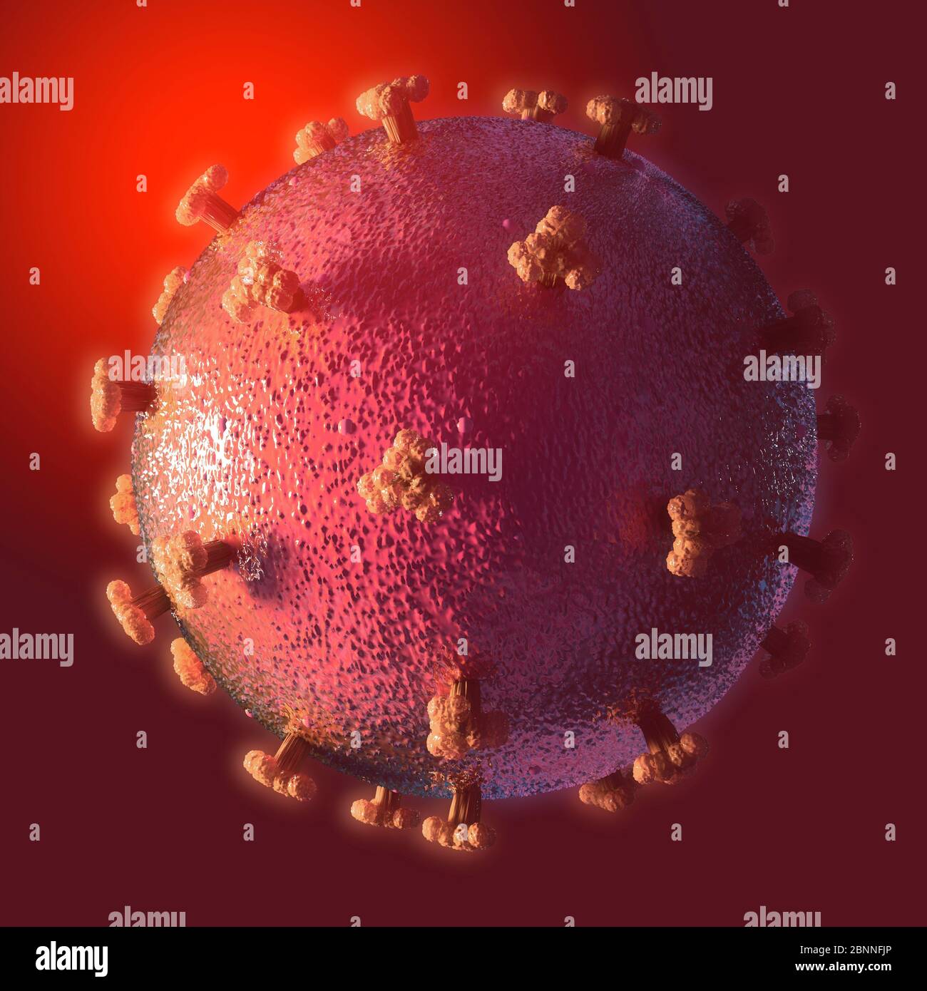 Illustration of a coronavirus, the cause of the new disease covid-19. This disease was first detected in Wuhan, China, in December 2019. It is contagious and has since spread rapidly around the world. The disease causes fever, cough and shortness of breath, and can lead to fatal pneumonia in some cases. SARS-CoV-2 is an RNA virus that uses protein spikes to gain entry to host cells. Stock Photo