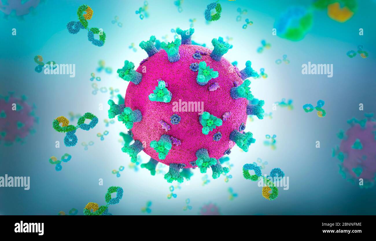 Immunoglobulin, or antibody proteins, attacking a coronavirus, 3d illustration. Stock Photo