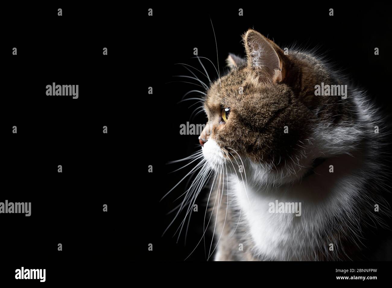 close up side view of a tabby white british shorthair cat in front of ...