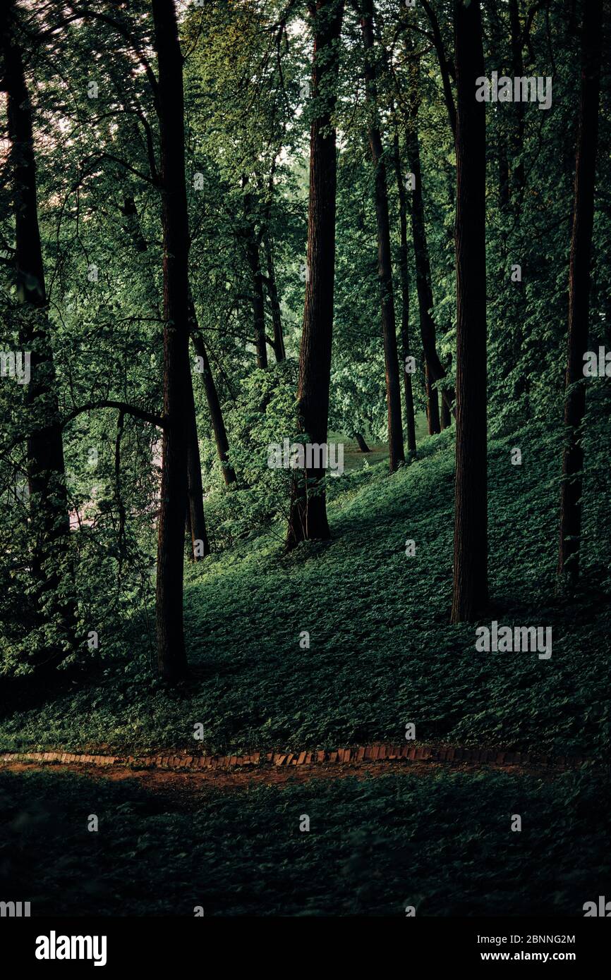 Dark forest path russia hi-res stock photography and images - Alamy