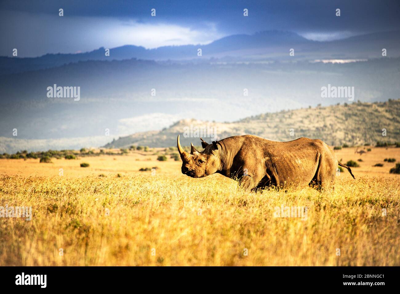 Black rhino near Mt. Kenya at sunset Stock Photo