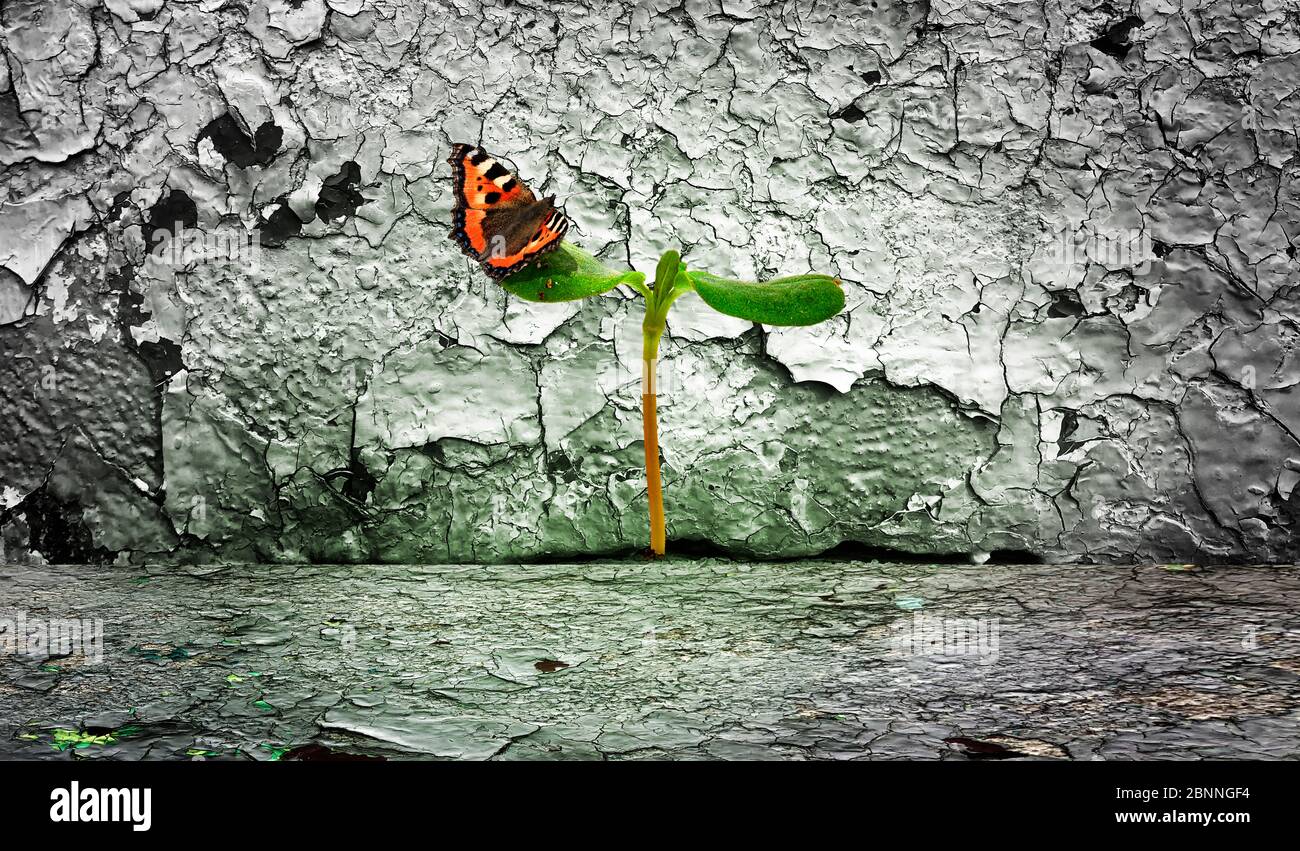Young plant in a crevice with butterfly Stock Photo