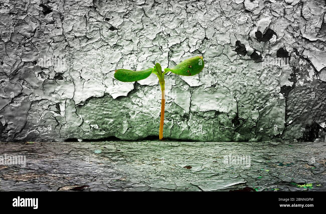 Young plant in a crack in an old wall Stock Photo