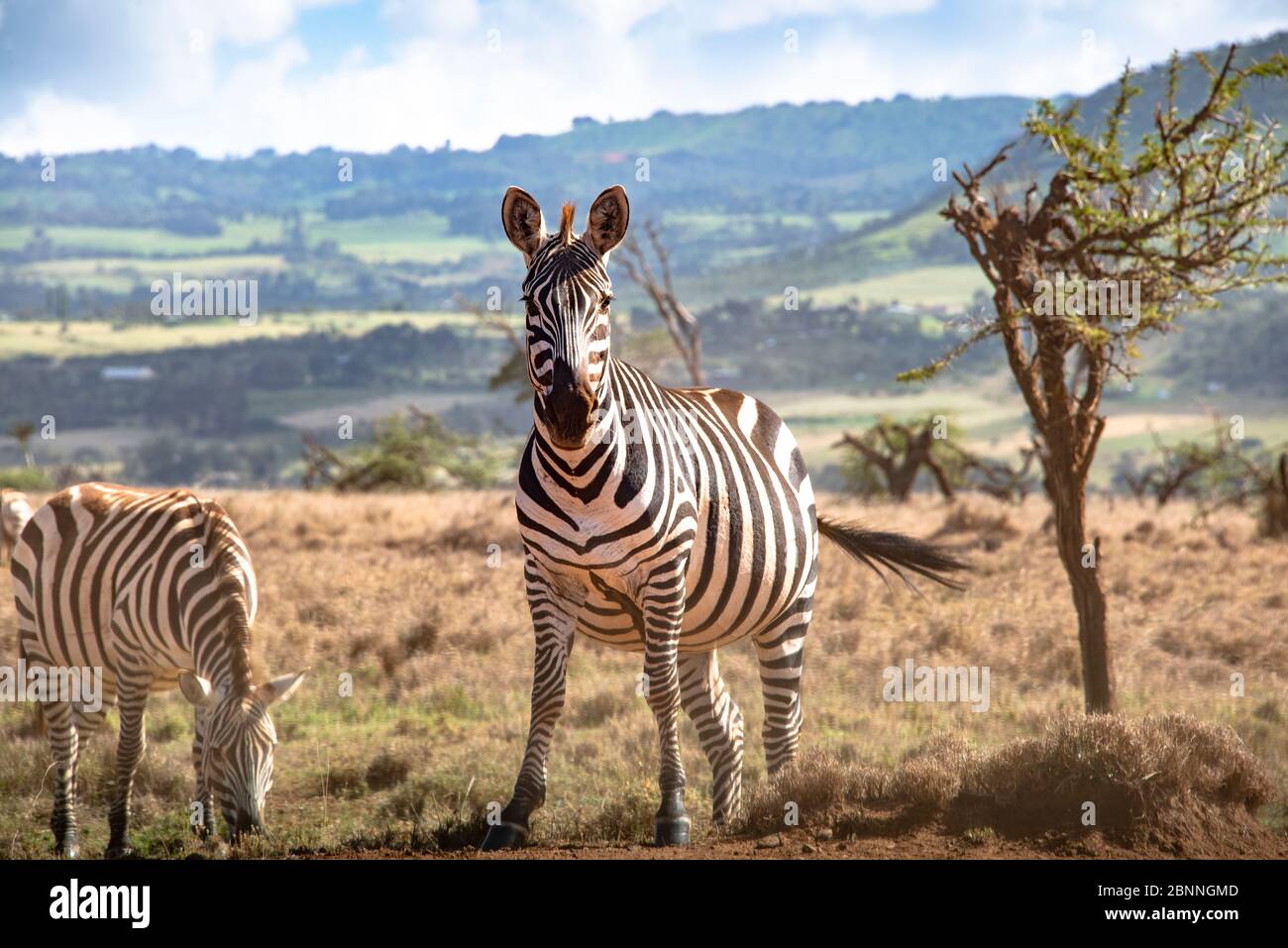 Zebra family in the savanna grassland of Kenya Stock Photo - Alamy