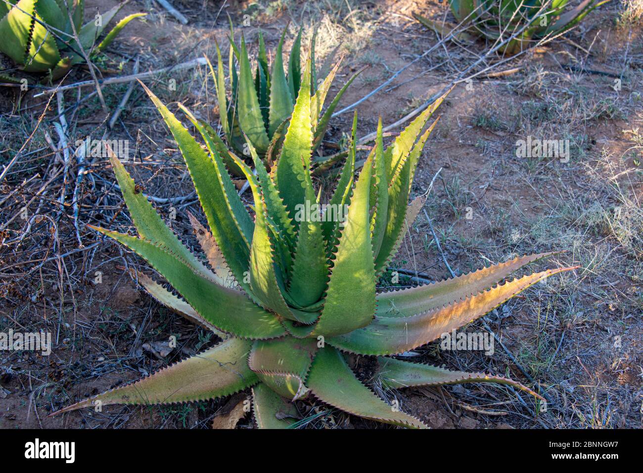 Large aloe vera plant Stock Photo