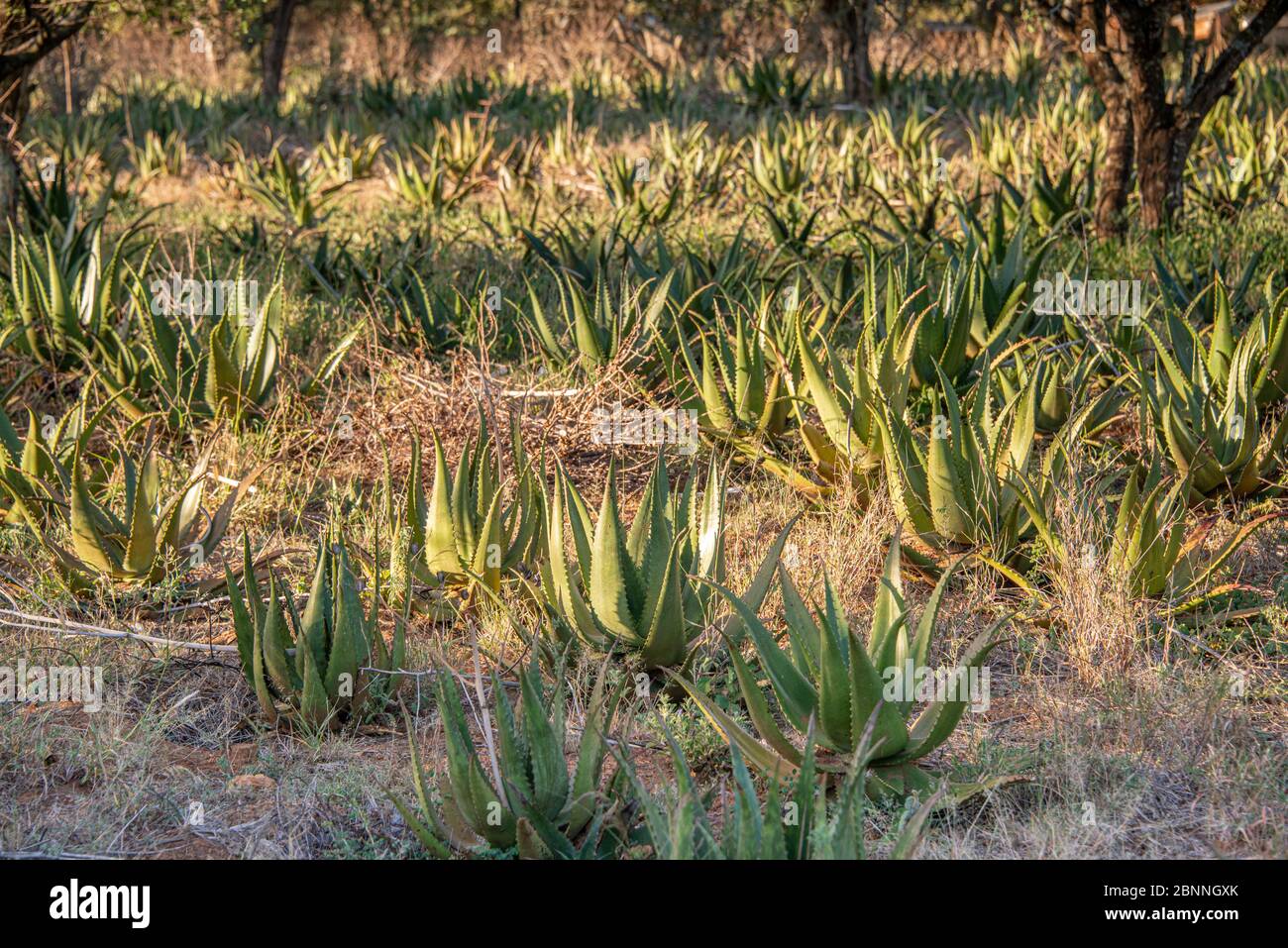Field of aloe vera plants to be harvested for medicinal purposes Stock Photo