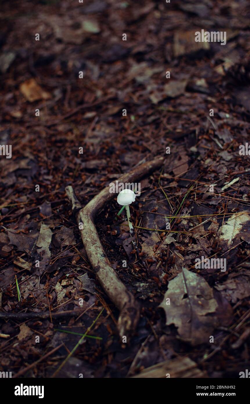 A white mushroom on the forest floor. Stock Photo