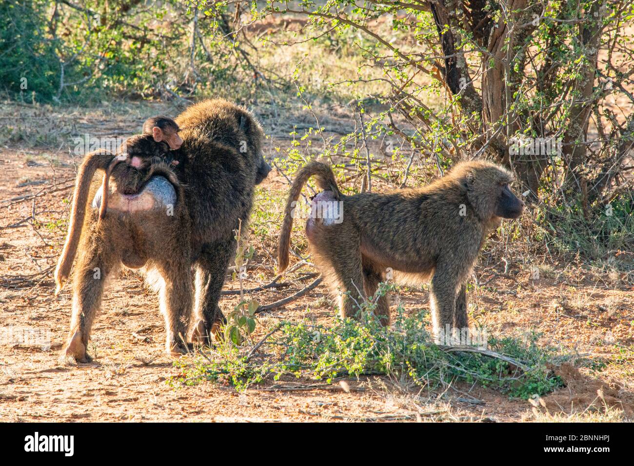Baboon family with baby on back of the male baboon and female to the side Stock Photo