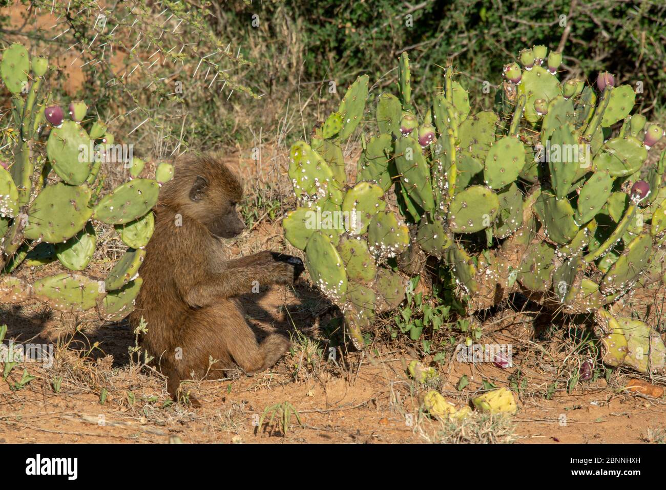 Baby baboon sitting near prickly pear cactus and eating the fruit from the cactus. Stock Photo