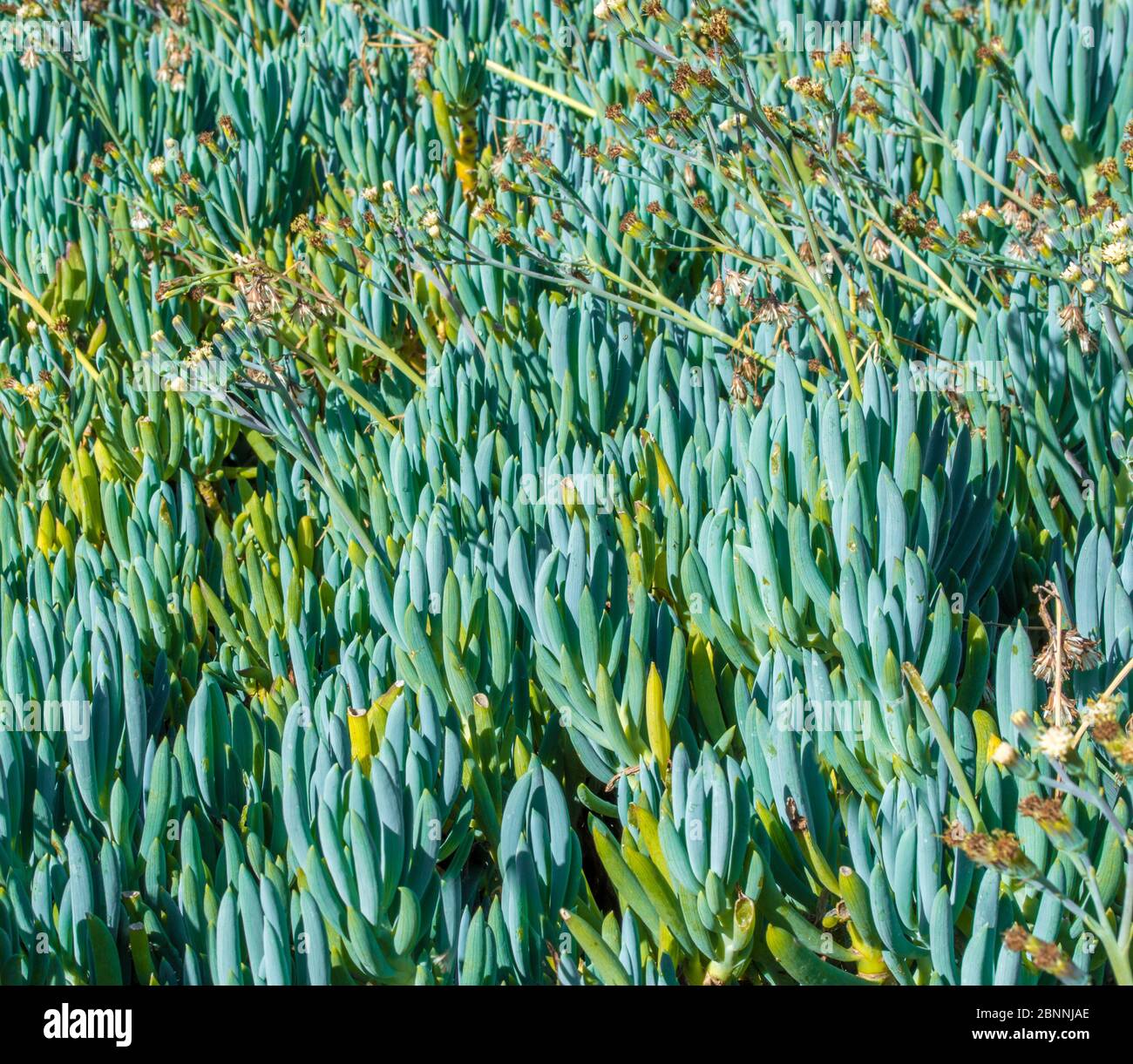 background texture - a field of blue finger senecio plants and wildflowers Stock Photo