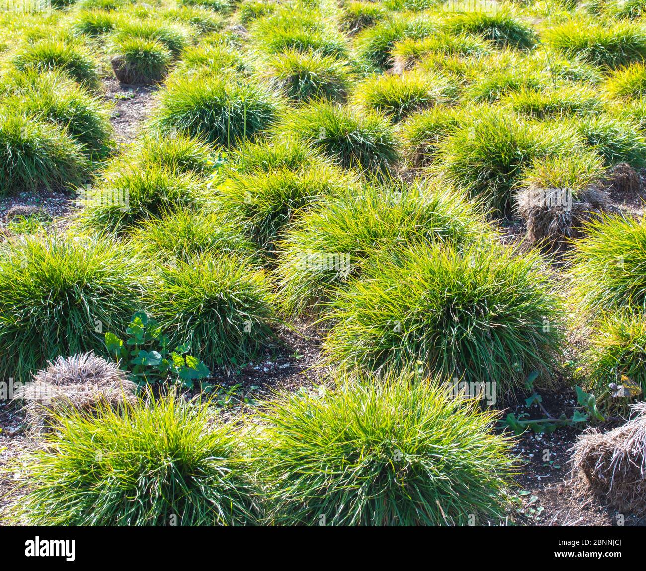 background texture- a field of lush green clumping grass on a sunny day Stock Photo