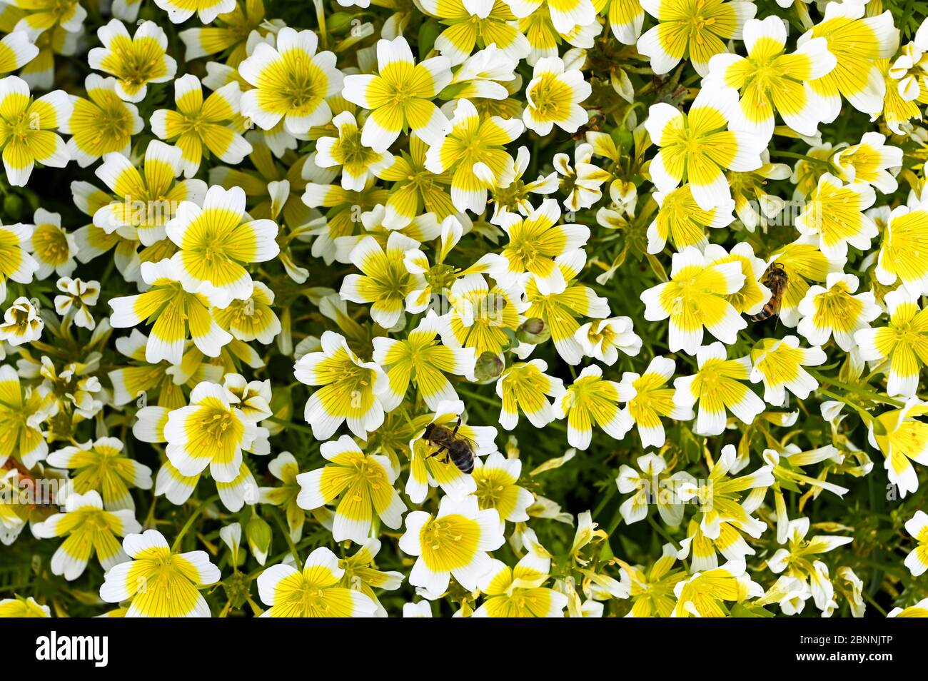 Limnanthes douglasii, commonly known as the 'poached egg plant' with honey bees, attracted by its rich source of pollen and nectar. Stock Photo