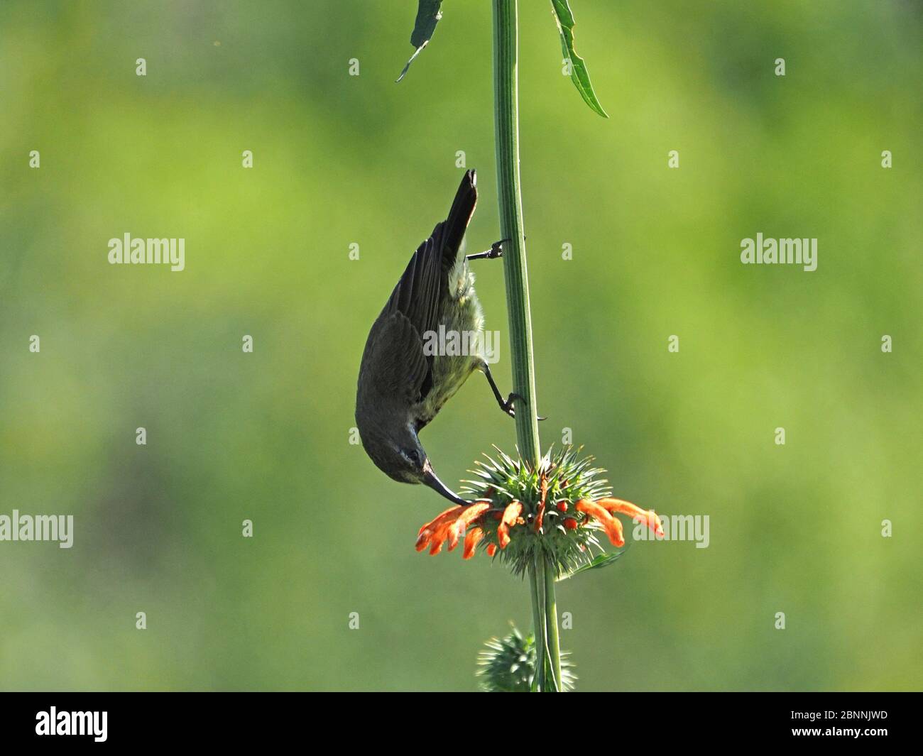 female acrobatic Amethyst Sunbird (Chalcomitra amethystina) feeding on nectar of favourite orange Leotis flowers at Lake Naivasha, Kenya, Africa Stock Photo