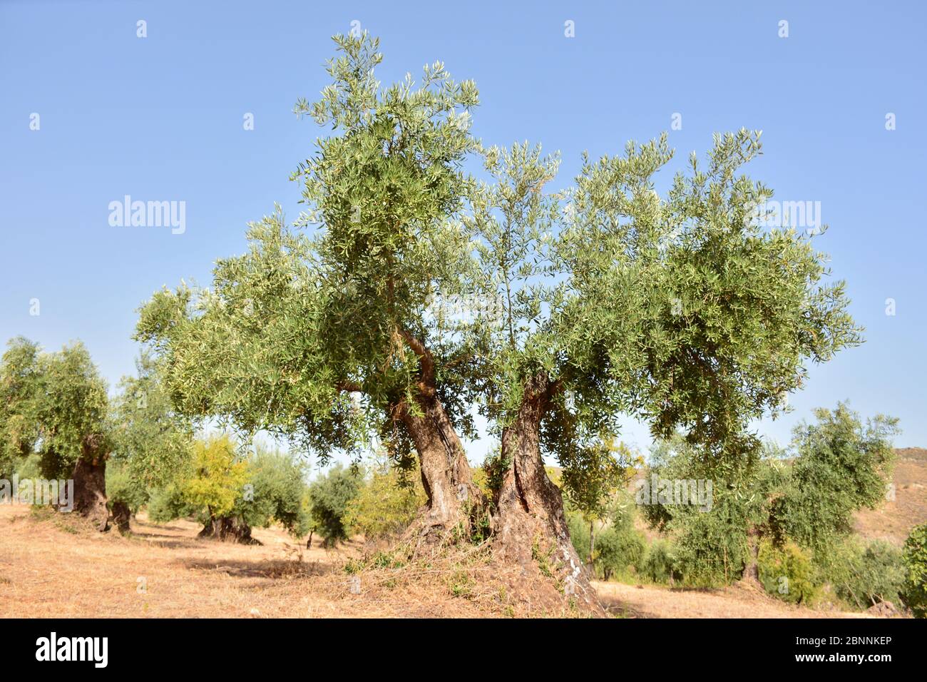 Olivos en un olivar en un campo en Andalucía, España Stock Photo