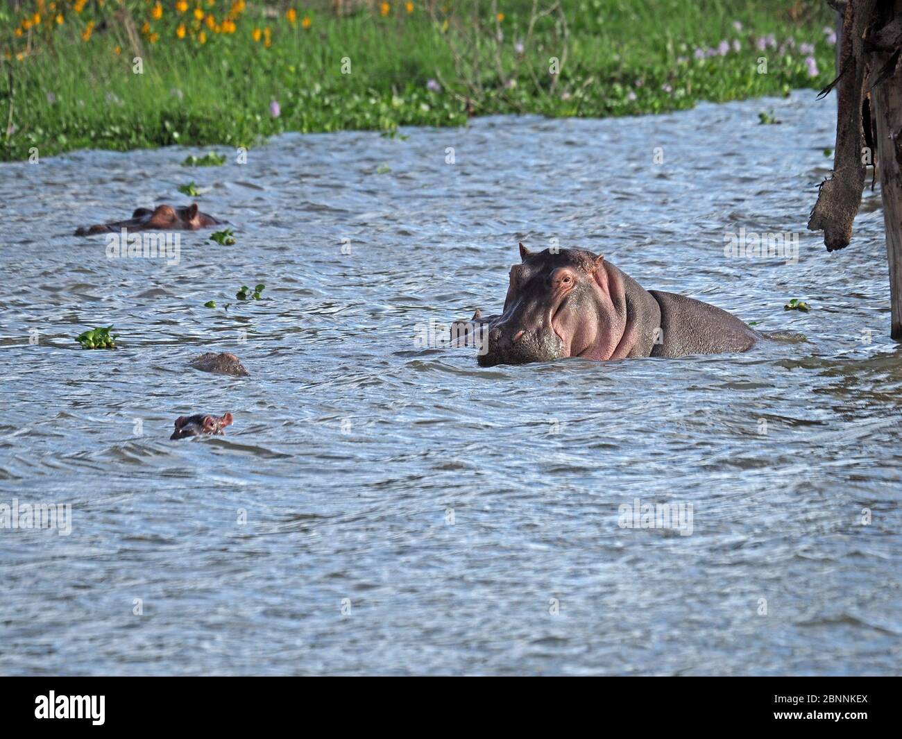 mother common hippopotamus (Hippopotamus amphibius) with her cute baby basking in the tropical waters of Lake Naivasha, Rift Valley Kenya, Africa Stock Photo