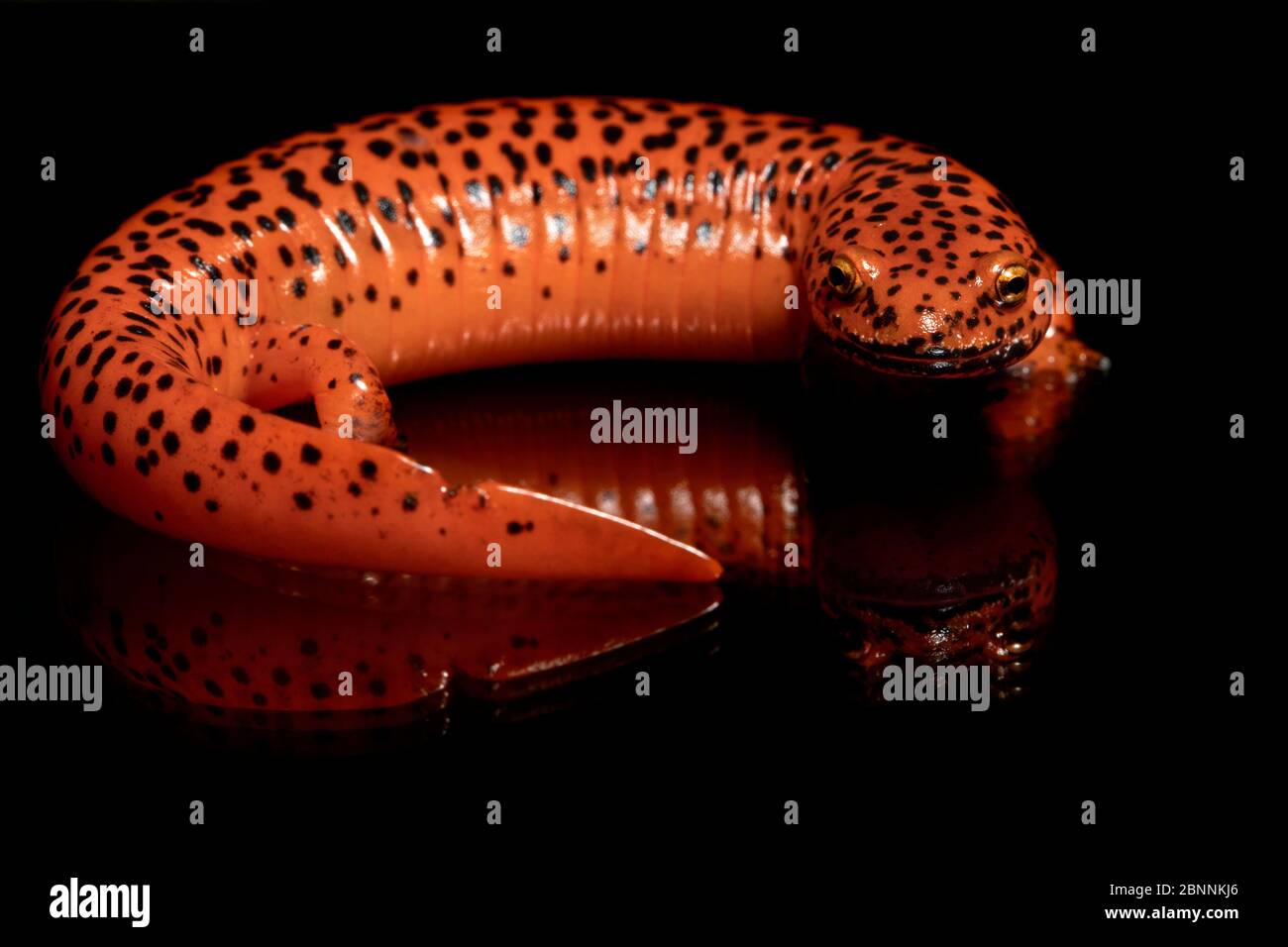 Red Salamander (Pseudotriton ruber) [Wild - Controlled Specimen] -  Penrose, near Brevard, North Carolina, USA Stock Photo