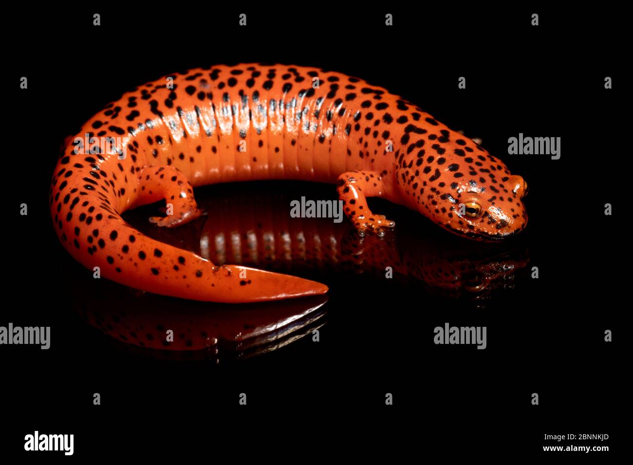 Red Salamander (Pseudotriton ruber) [Wild - Controlled Specimen] -  Penrose, near Brevard, North Carolina, USA Stock Photo