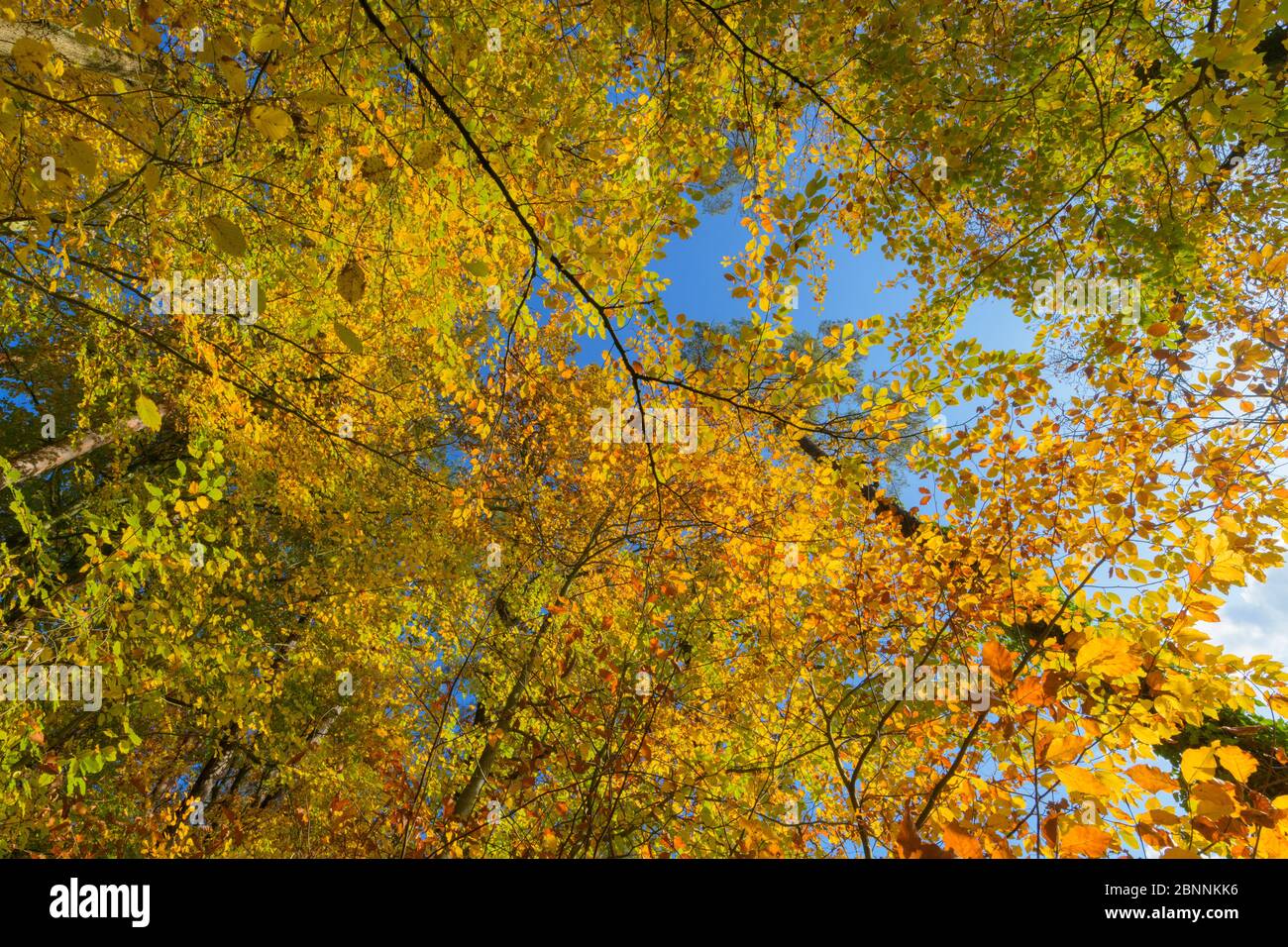 Beech Tree Leaves In Autumn High Resolution Stock Photography and ...