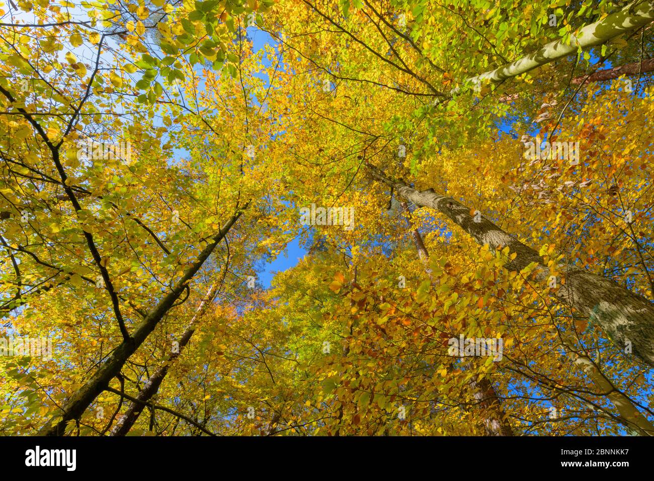 Beech tree leaves in autumn hi-res stock photography and images - Alamy