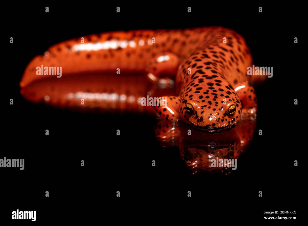 Colorful salamander hires stock photography and images Alamy