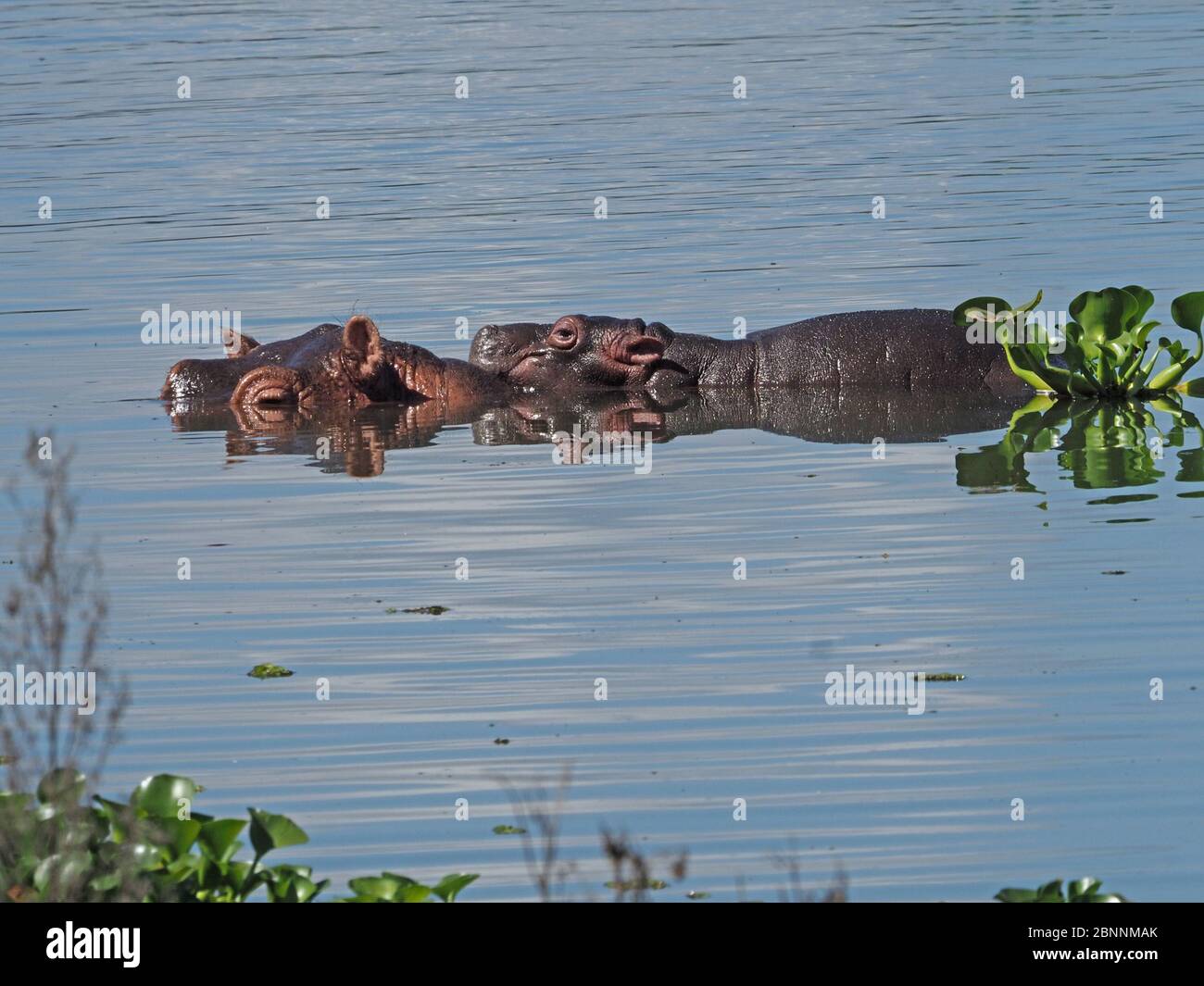 mother common hippopotamus (Hippopotamus amphibius) with her cute baby on her back in the tropical waters of Lake Naivasha, Rift Valley Kenya, Africa Stock Photo
