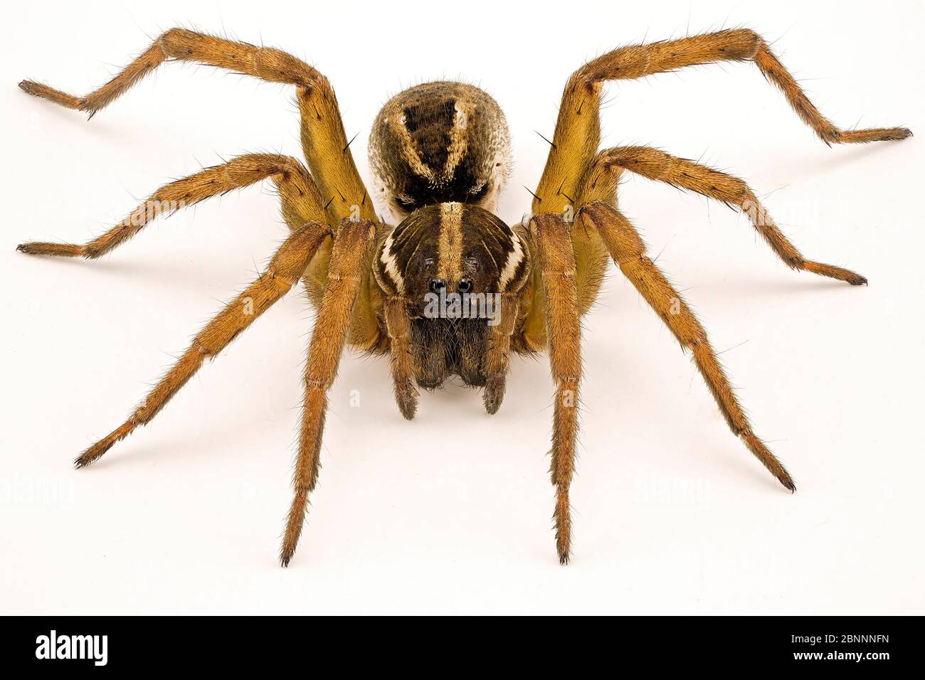 Close up of a wolf spider isolated on a white background to show all the details Stock Photo