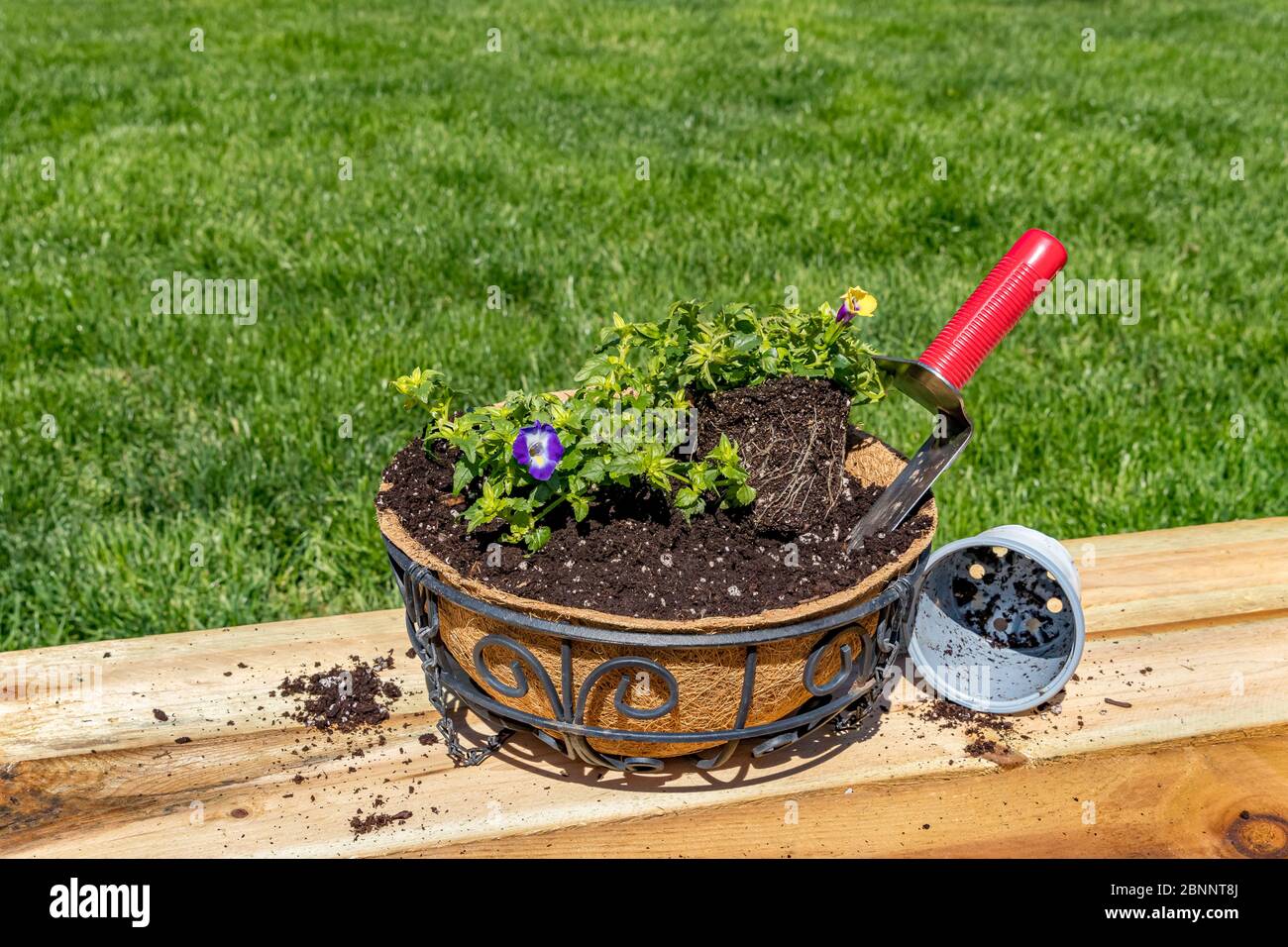 Planting torenia violet flowers in hanging basket pot with coconut