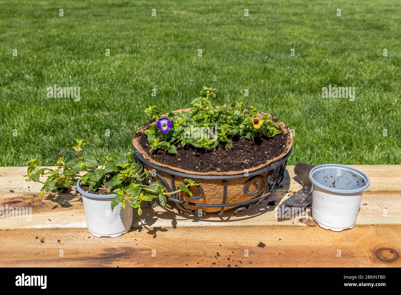 Planting torenia violet flowers in hanging basket pot with coconut