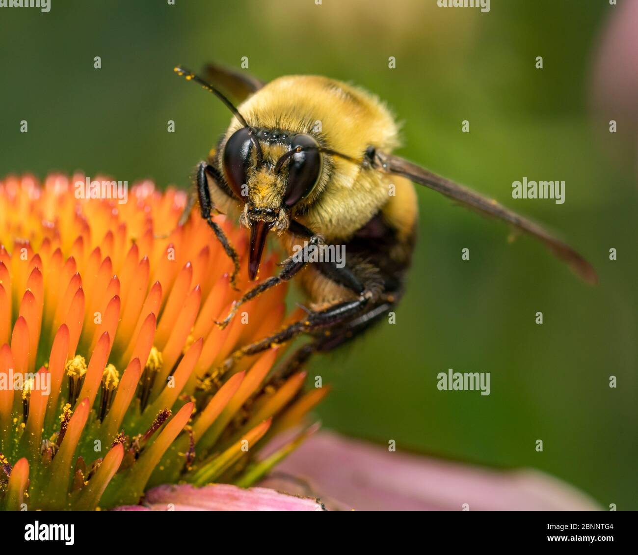 Common eastern bumble bee eating nectar and pollen from coneflower plant. Concept of pollinater and nature conservation, backyard flower garden Stock Photo