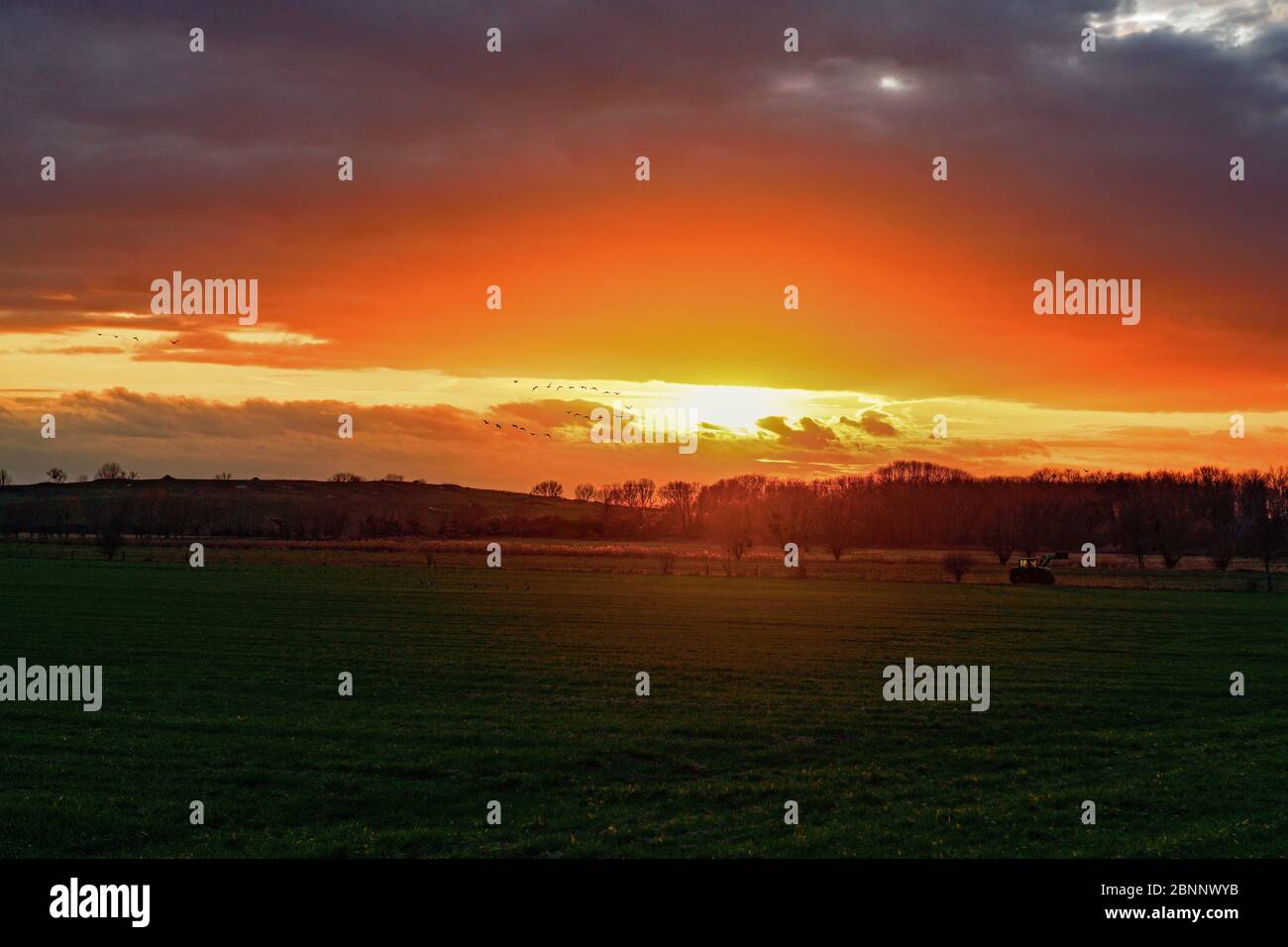 Sunset on an agricultural field on the outskirts of Potsdam in February, rural idyll with tractor and geese in the sky Stock Photo
