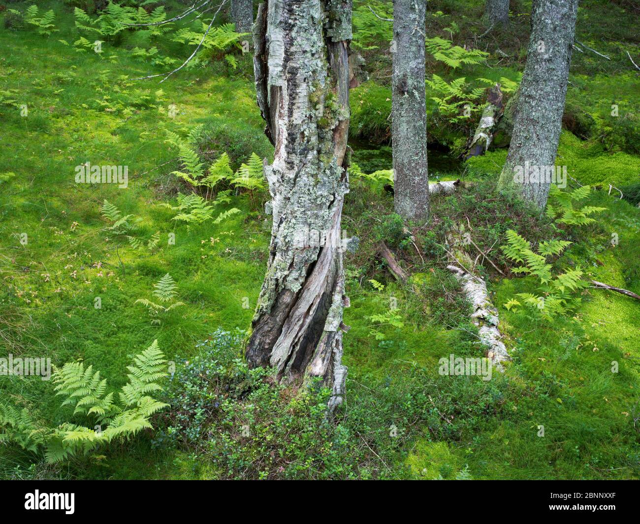 Skuleskogen National Park, Sweden Stock Photo