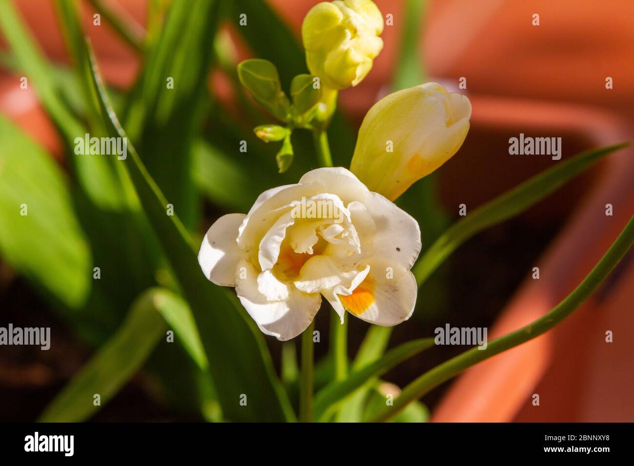 Close-up of freesia flowering plants on terrace pots, in natural light Stock Photo