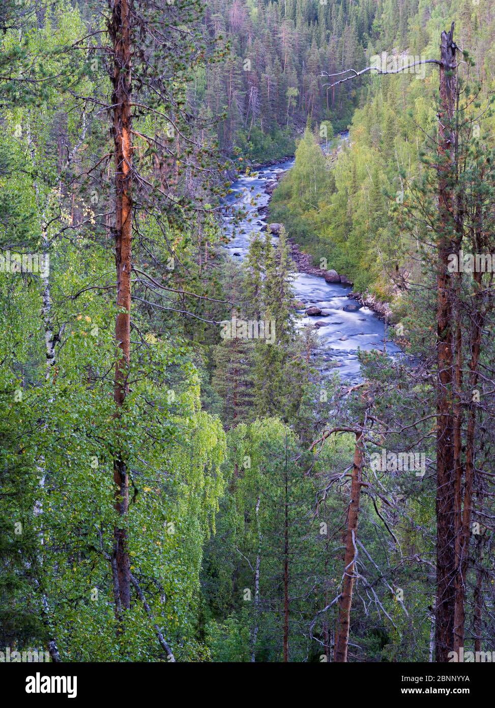 Muddus National Park, Sweden Stock Photo