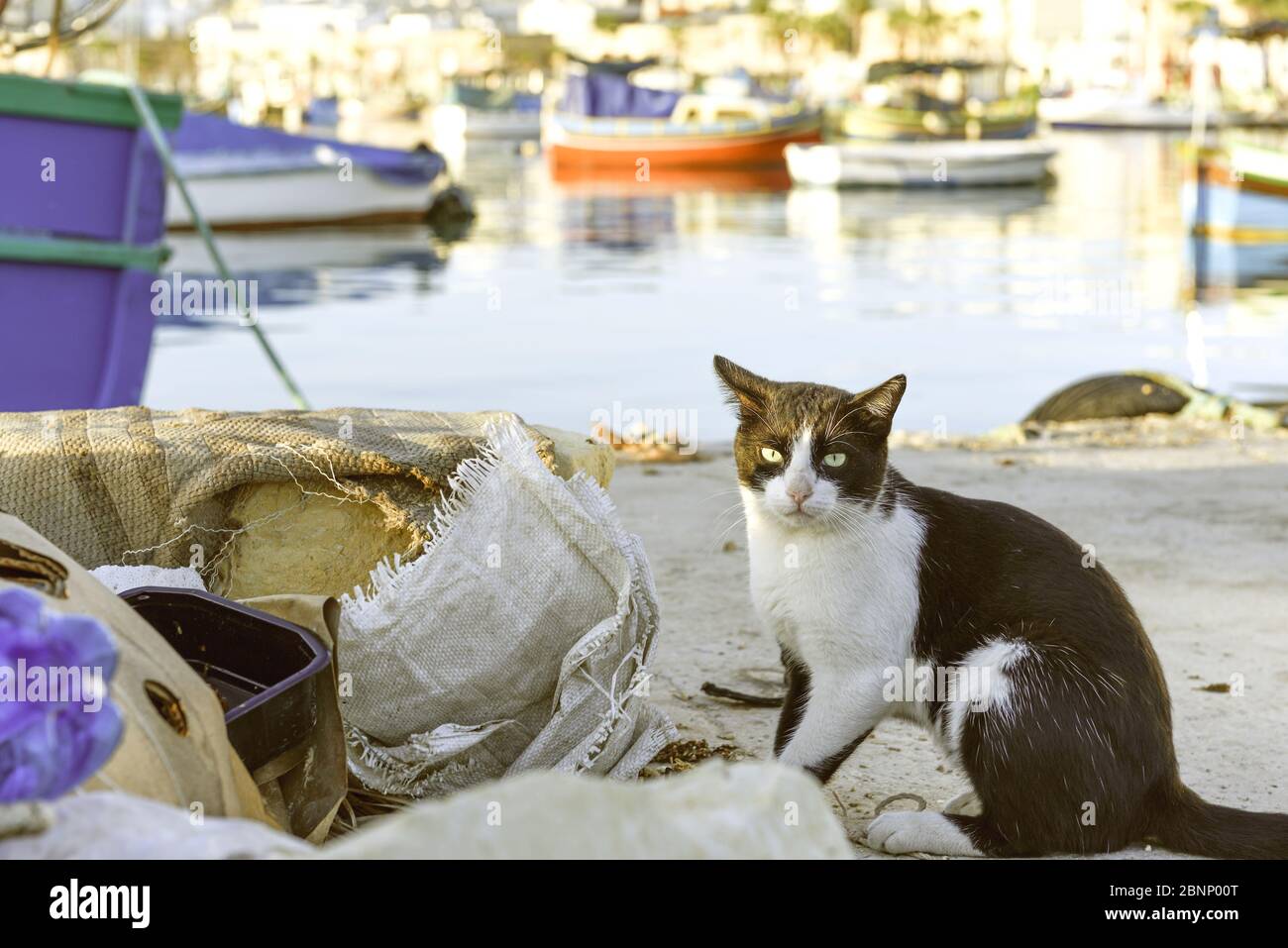 Male cat in the Mediterranean harbor, looking at the camera, colorful fishing boats in the background Stock Photo