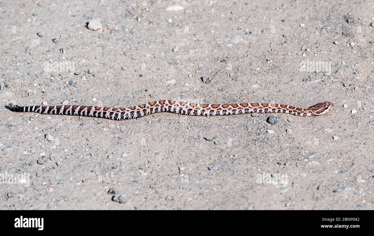 Baby rattlesnake hires stock photography and images Alamy