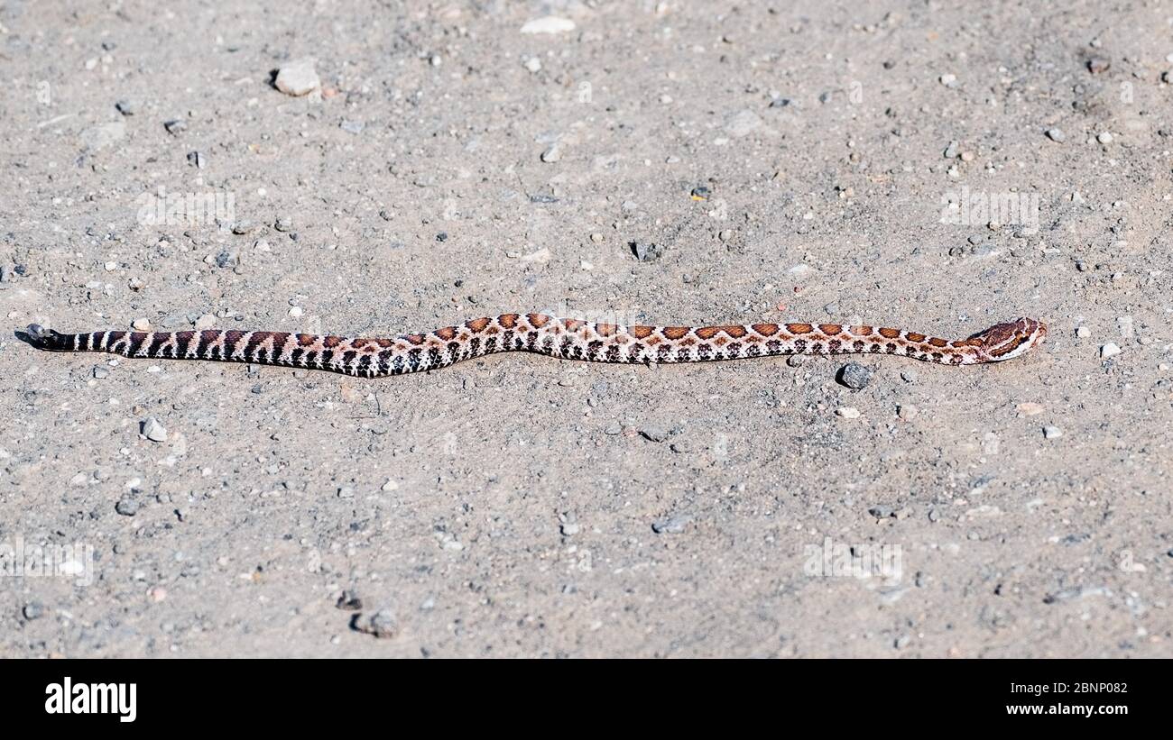 Young Southern Pacific Rattlesnake (Crotalus oreganus helleri) warming in the sun on a dirt road in Santa Cruz mountains, California Stock Photo