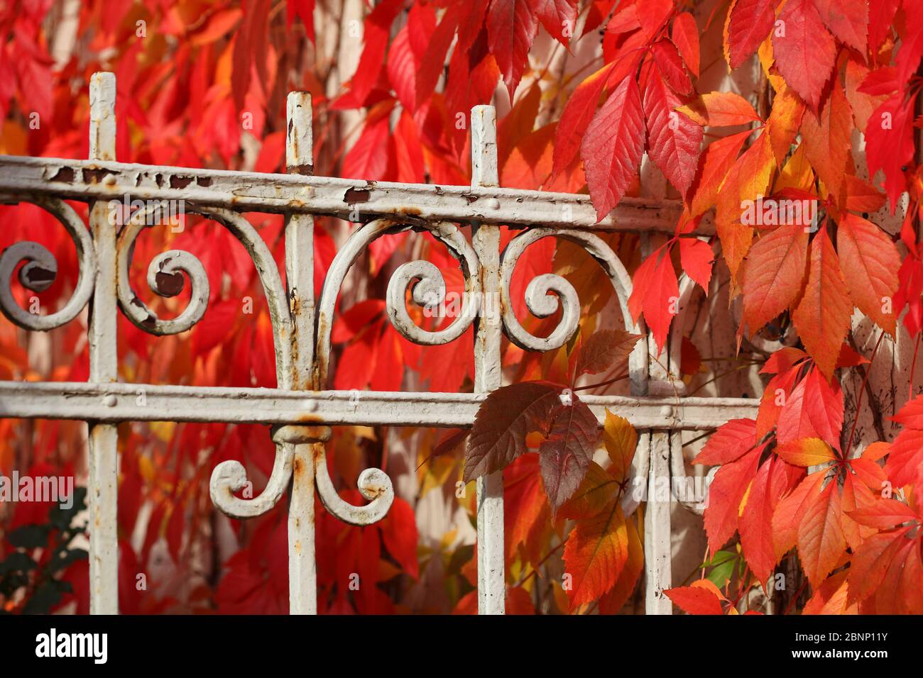 Red discolored leaves of wild wine (Vitis vinifera Subsp Sylvestris) with old decorated garden fence in autumn, Germany Stock Photo