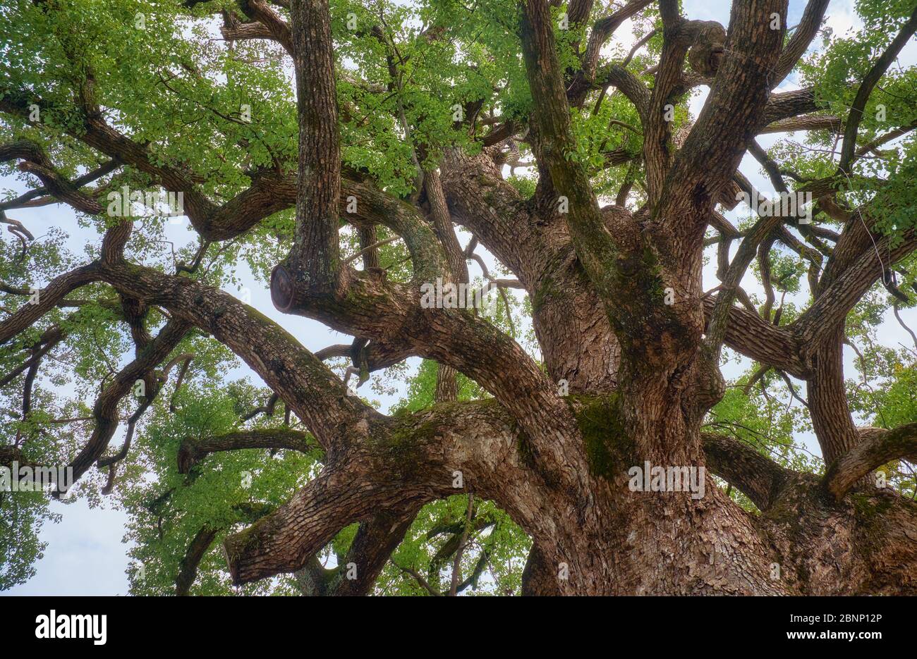 The crown of the old sacred camphor tree (yorishiro), in Shinto an object capable of attracting