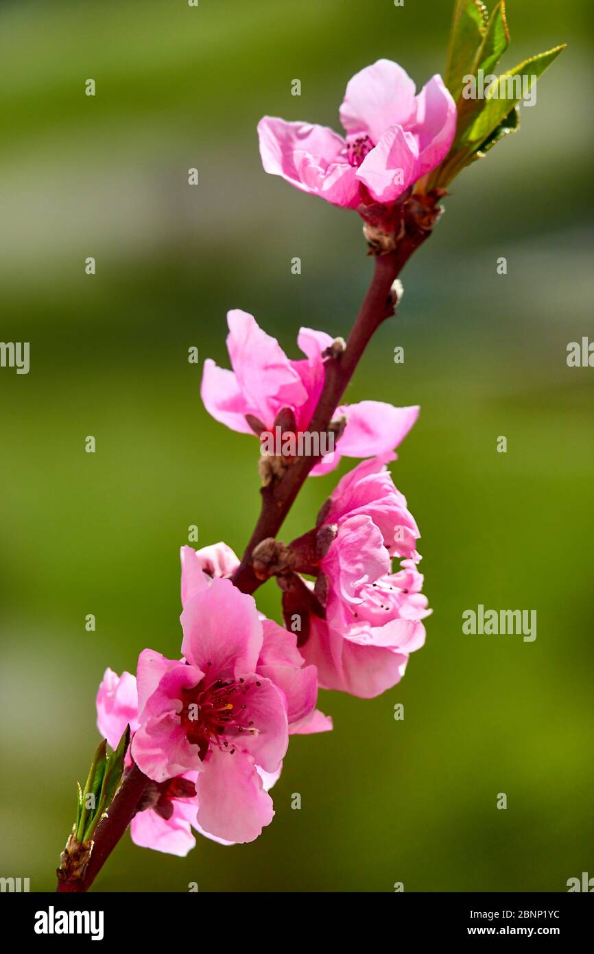 Nectarine tree with flower beds in portrait format Stock Photo