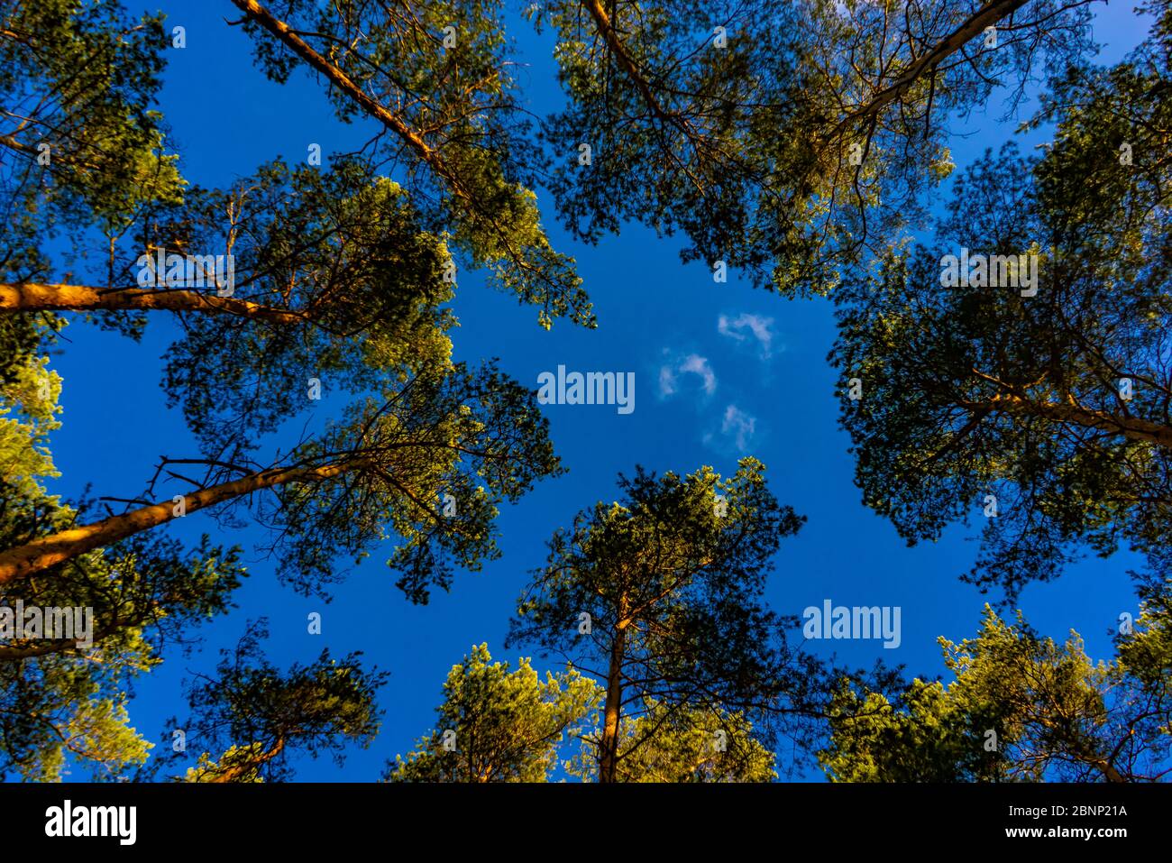 Pine forest, view of the tree tops with beautiful blue sky Stock Photo