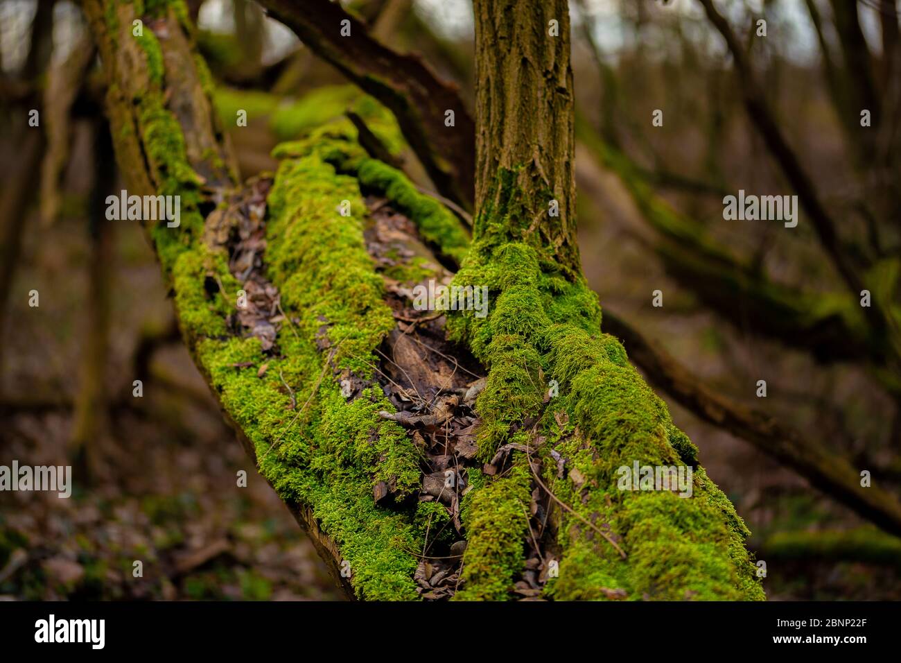 Dead black locust tree in the forest that is overgrown with moss Stock Photo