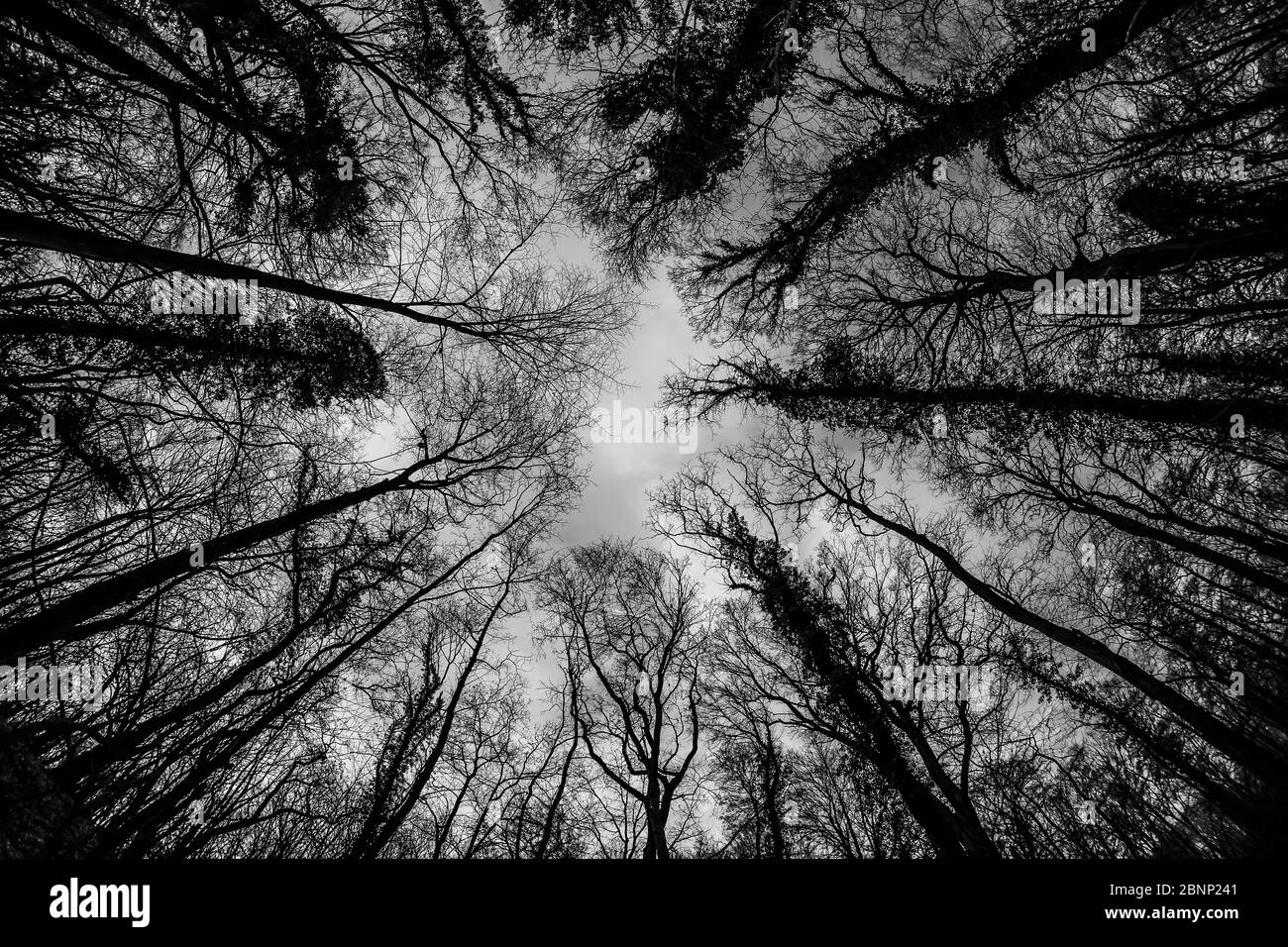 Oak tree forests Black and White Stock Photos & Images - Alamy