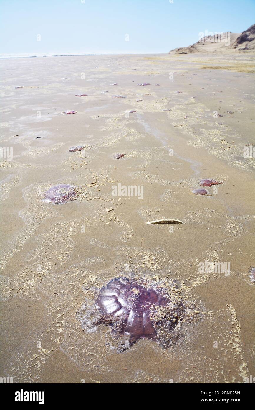 Stranden jellyfish on the Ninthy Mile Beach, new zealand, north island Stock Photo
