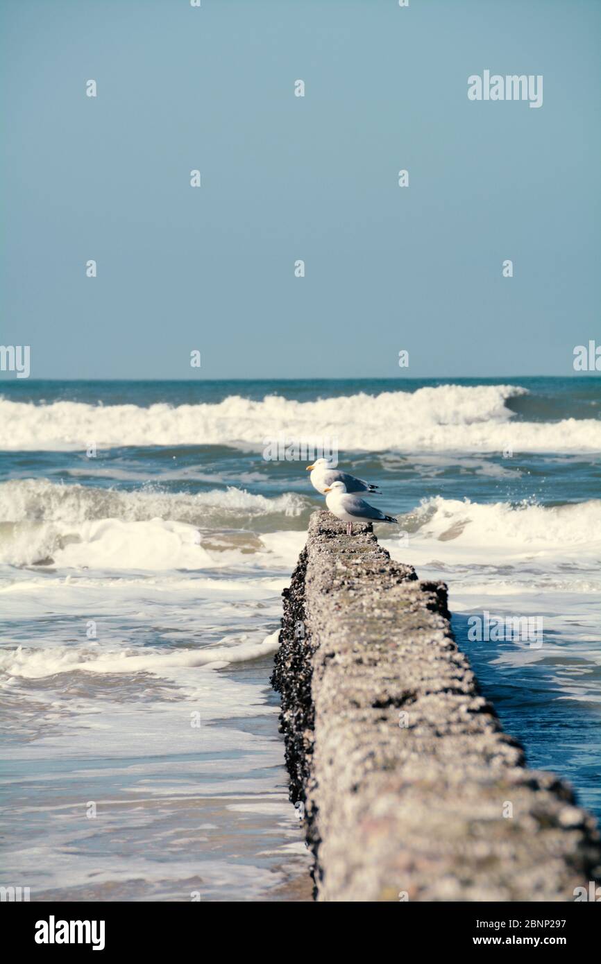 Seagulls on the beach, Sylt, Germany Stock Photo