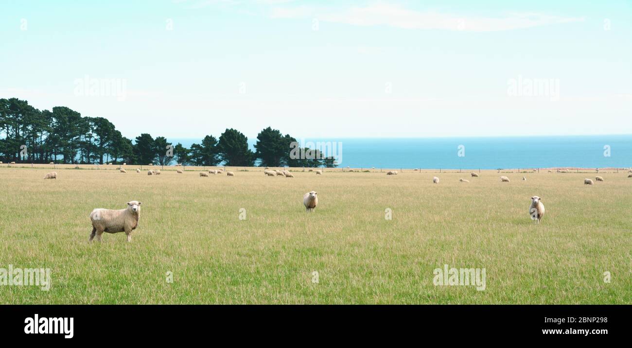 Sheep grazing a grassy field close to the beach, Cape Palliser Stock Photo